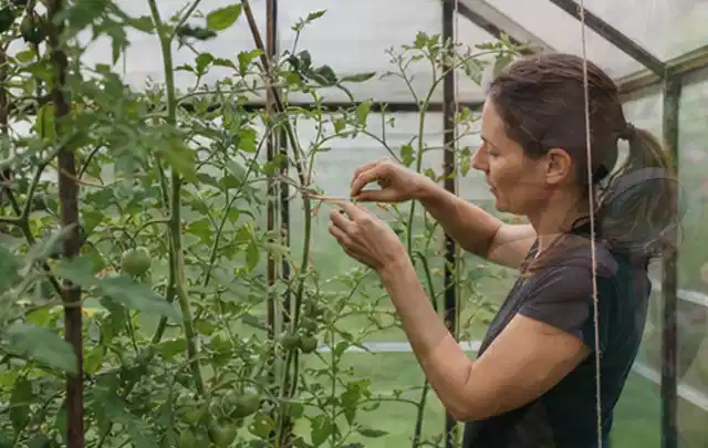 Person bindet junge Tomatentriebe in einem privaten Gewächshaus vorsichtig an; Thema Anlehngewächshaus, Schwerpunkt Gärten mit kleiner Fläche;…