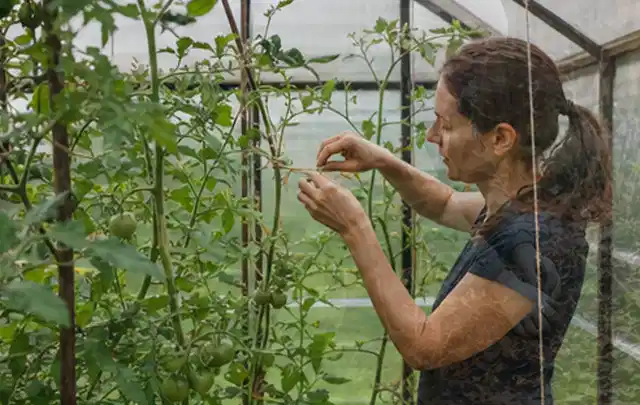 Person bindet junge Tomatentriebe in einem privaten Gewächshaus vorsichtig an; Thema Anlehngewächshaus, Schwerpunkt Gestaltung; Umsetzung.