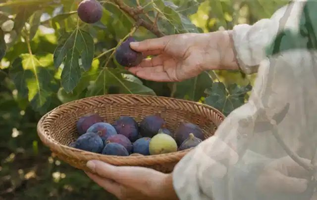 Hand pflückt eine reife Feige über einem flachen Korb mit Früchten; Thema Anlehngewächshaus, Schwerpunkt Gewächshaus; Umsetzung.