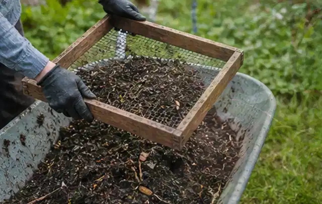 Behandschuhte Hände sieben reifen Kompost über einer Gartenschubkarre; Thema Anlehngewächshaus, Schwerpunkt Kosten; Praxisalltag.