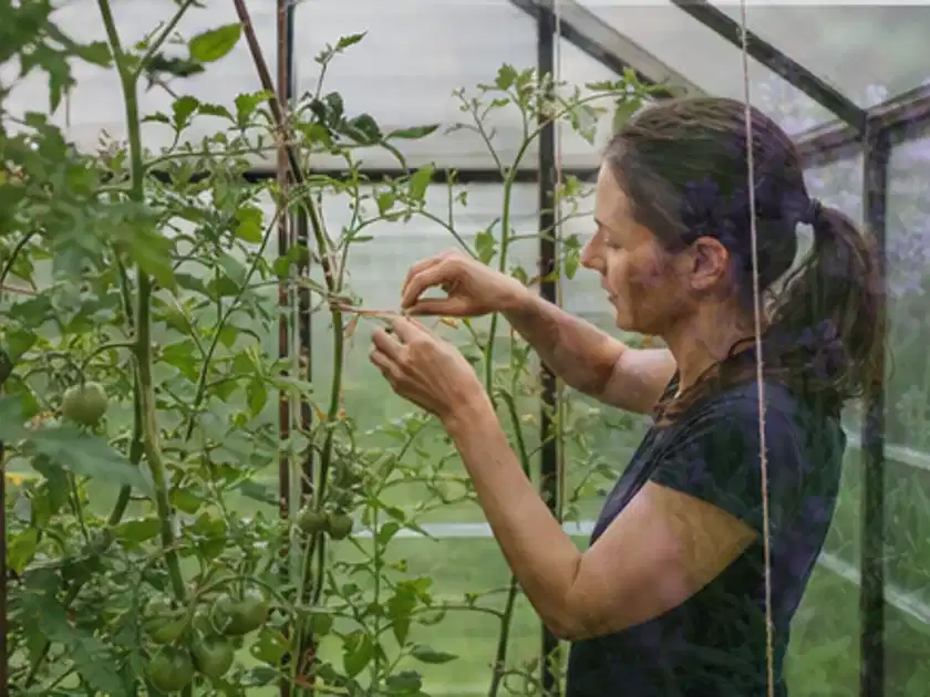 Person bindet junge Tomatentriebe in einem privaten Gewächshaus vorsichtig an; Thema Anlehngewächshaus, Schwerpunkt Nachhaltigkeit; Titelbild.
