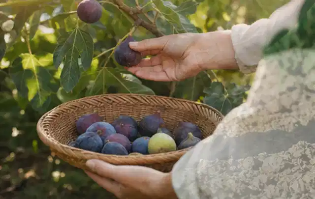 Hand pflückt eine reife Feige über einem flachen Korb mit Früchten; Thema Anlehngewächshaus, Schwerpunkt Standort; Umsetzung.