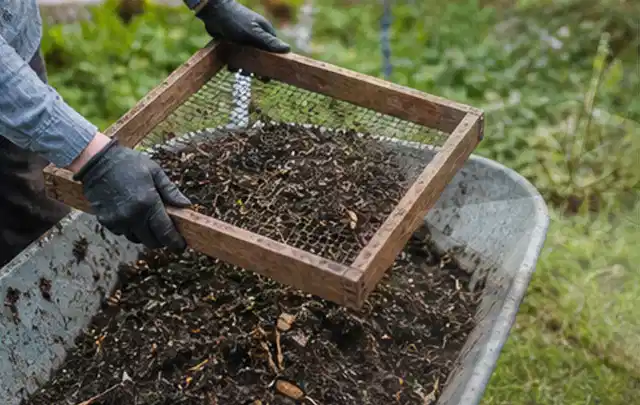 Behandschuhte Hände sieben reifen Kompost über einer Gartenschubkarre; Thema Anlehngewächshaus, Schwerpunkt Winterschutz; Praxisalltag.