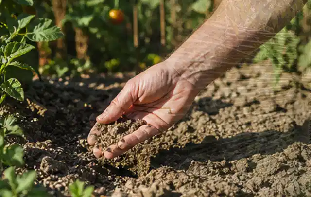 Hand prüft trockene krümelige Gartenerde während einer warmen Sommerphase; Thema Anleitungen, Schwerpunkt Ratgeber; Kontrolle.