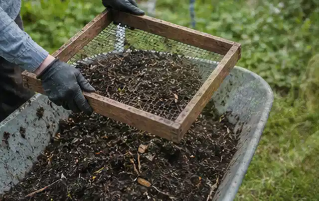 Behandschuhte Hände sieben reifen Kompost über einer Gartenschubkarre; Thema Apfelbäume, Schwerpunkt Anbau; Praxisalltag.