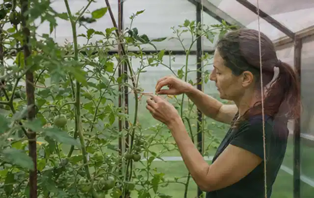 Person bindet junge Tomatentriebe in einem privaten Gewächshaus vorsichtig an; Thema Apfelbäume, Schwerpunkt Bewässerung; Umsetzung.