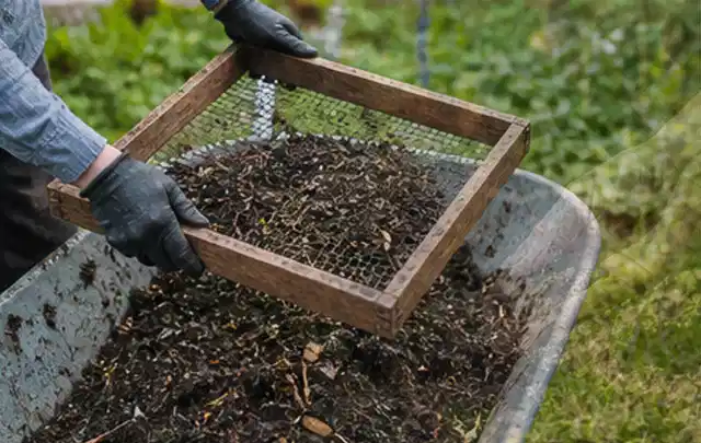 Behandschuhte Hände sieben reifen Kompost über einer Gartenschubkarre; Thema Apfelbäume, Schwerpunkt Bewässerung; Ergebnis.