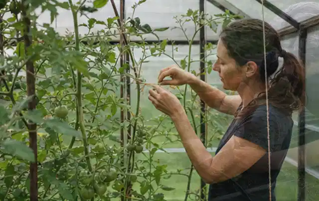 Person bindet junge Tomatentriebe in einem privaten Gewächshaus vorsichtig an; Thema Apfelbäume, Schwerpunkt Boden; Kontrolle.