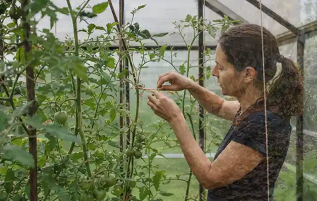 Person bindet junge Tomatentriebe in einem privaten Gewächshaus vorsichtig an; Thema Apfelbäume, Schwerpunkt Einsteigerwissen; Ergebnis.