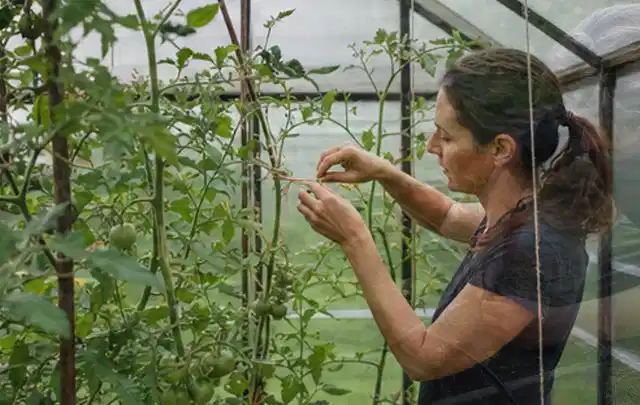 Person bindet junge Tomatentriebe in einem privaten Gewächshaus vorsichtig an; Thema Apfelbäume, Schwerpunkt Ernte; Ausgangslage.