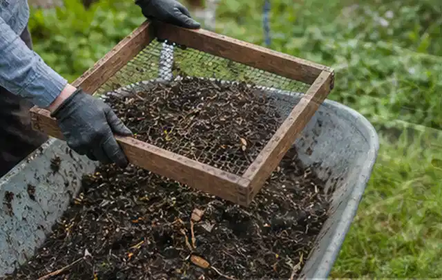 Behandschuhte Hände sieben reifen Kompost über einer Gartenschubkarre; Thema Apfelbäume, Schwerpunkt Ernte; Ergebnis.