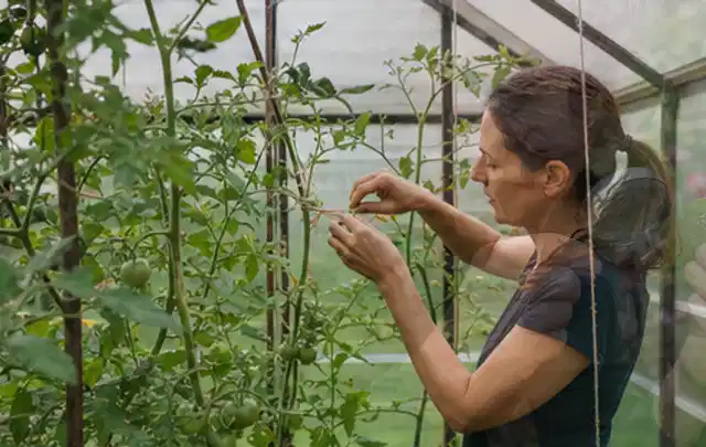 Person bindet junge Tomatentriebe in einem privaten Gewächshaus vorsichtig an; Thema Apfelbäume, Schwerpunkt Fehlerhilfe; Umsetzung.
