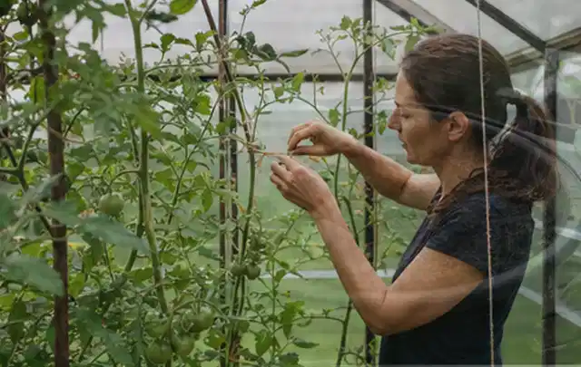 Person bindet junge Tomatentriebe in einem privaten Gewächshaus vorsichtig an; Thema Apfelbäume, Schwerpunkt Gesundheit; Praxisalltag.