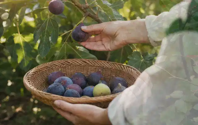 Hand pflückt eine reife Feige über einem flachen Korb mit Früchten; Thema Apfelbäume, Schwerpunkt Gewächshaus; Praxisalltag.