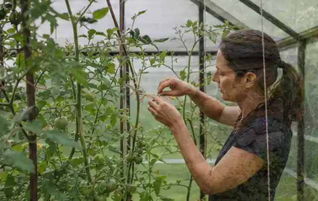 Person bindet junge Tomatentriebe in einem privaten Gewächshaus vorsichtig an; Thema Apfelbäume, Schwerpunkt Hochbeet; Ergebnis.