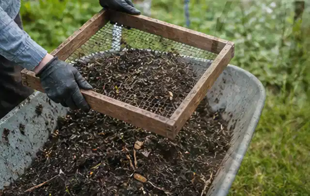 Behandschuhte Hände sieben reifen Kompost über einer Gartenschubkarre; Thema Apfelbäume, Schwerpunkt Hochbeet; Praxisalltag.