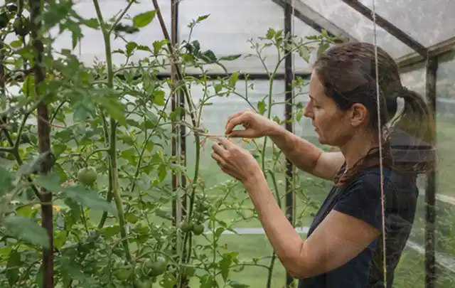 Person bindet junge Tomatentriebe in einem privaten Gewächshaus vorsichtig an; Thema Apfelbäume, Schwerpunkt Lagerung; Umsetzung.