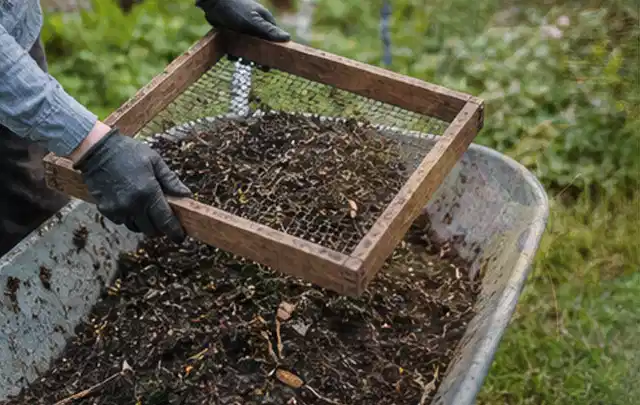 Behandschuhte Hände sieben reifen Kompost über einer Gartenschubkarre; Thema Apfelbäume, Schwerpunkt Lagerung; Praxisalltag.