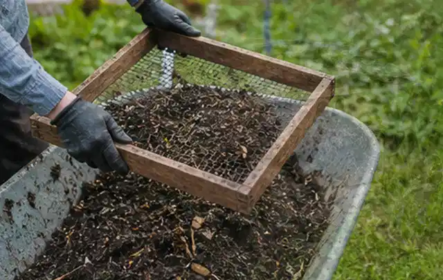 Behandschuhte Hände sieben reifen Kompost über einer Gartenschubkarre; Thema Apfelbäume, Schwerpunkt Nährstoffe; Kontrolle.