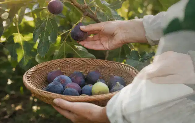 Hand pflückt eine reife Feige über einem flachen Korb mit Früchten; Thema Apfelbäume, Schwerpunkt Saisonkalender; Ausgangslage.