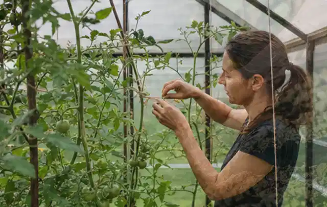 Person bindet junge Tomatentriebe in einem privaten Gewächshaus vorsichtig an; Thema Apfelbäume, Schwerpunkt Schnitt; Umsetzung.