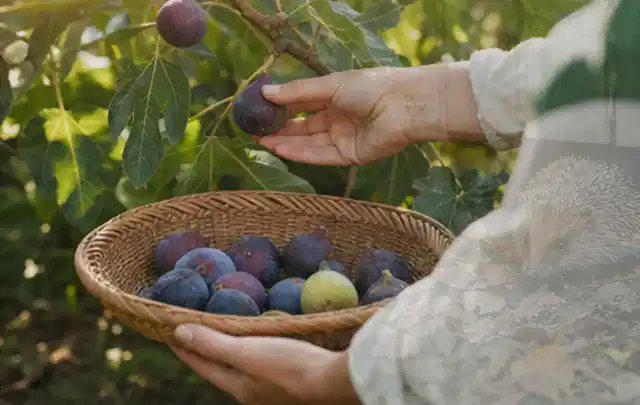 Hand pflückt eine reife Feige über einem flachen Korb mit Früchten; Thema Apfelbäume, Schwerpunkt Schnitt; Praxisalltag.