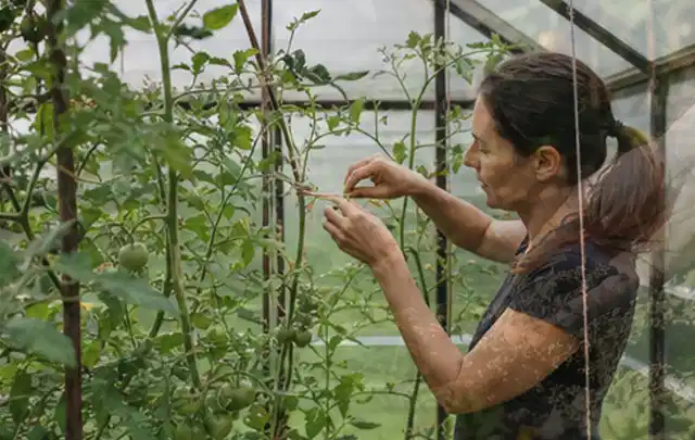 Person bindet junge Tomatentriebe in einem privaten Gewächshaus vorsichtig an; Thema Apfelbäume, Schwerpunkt Standort; Umsetzung.