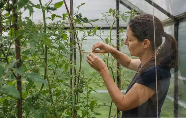 Person bindet junge Tomatentriebe in einem privaten Gewächshaus vorsichtig an; Thema Aprikosen, Schwerpunkt Anbau; Kontrolle.