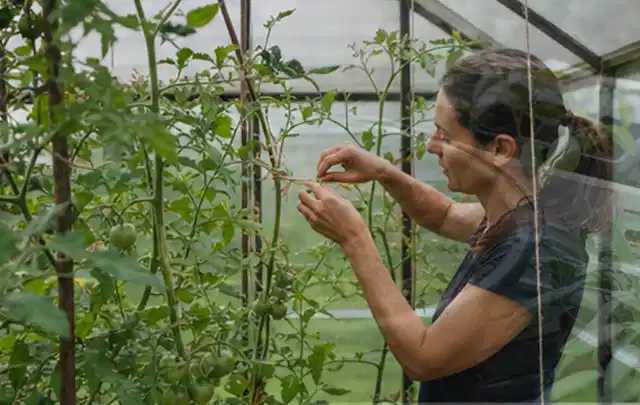 Person bindet junge Tomatentriebe in einem privaten Gewächshaus vorsichtig an; Thema Aprikosen, Schwerpunkt Aussaat; Ergebnis.