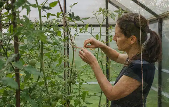 Person bindet junge Tomatentriebe in einem privaten Gewächshaus vorsichtig an; Thema Aprikosen, Schwerpunkt Bewässerung; Umsetzung.