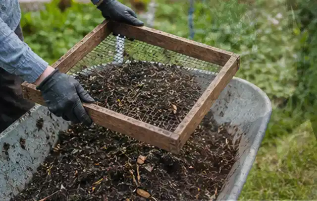 Behandschuhte Hände sieben reifen Kompost über einer Gartenschubkarre; Thema Aprikosen, Schwerpunkt Boden; Ergebnis.