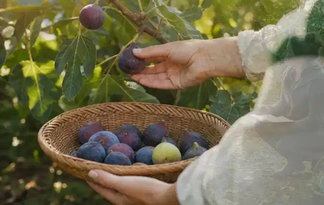 Hand pflückt eine reife Feige über einem flachen Korb mit Früchten; Thema Aprikosen, Schwerpunkt Einsteigerwissen; Umsetzung.