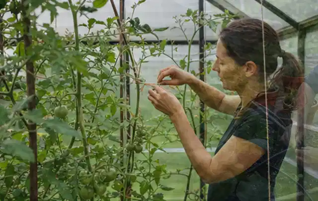 Person bindet junge Tomatentriebe in einem privaten Gewächshaus vorsichtig an; Thema Aprikosen, Schwerpunkt Ernteprobleme; Umsetzung.
