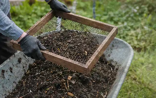 Behandschuhte Hände sieben reifen Kompost über einer Gartenschubkarre; Thema Aprikosen, Schwerpunkt Ernteprobleme; Kontrolle.