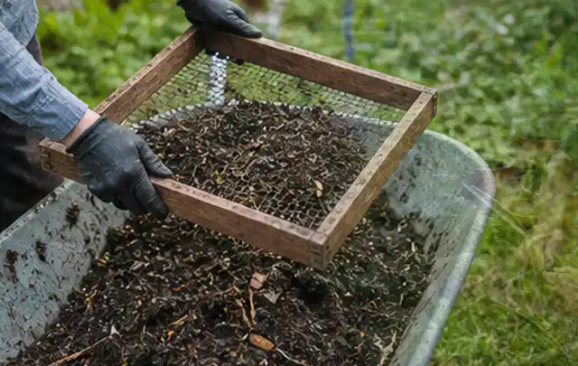 Behandschuhte Hände sieben reifen Kompost über einer Gartenschubkarre; Thema Aprikosen, Schwerpunkt Fehlerhilfe; Umsetzung.