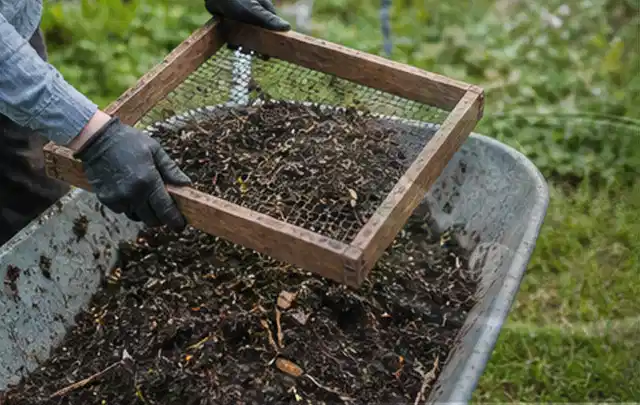 Behandschuhte Hände sieben reifen Kompost über einer Gartenschubkarre; Thema Aprikosen, Schwerpunkt Gesundheit; Umsetzung.