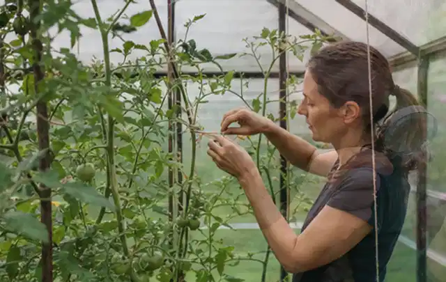 Person bindet junge Tomatentriebe in einem privaten Gewächshaus vorsichtig an; Thema Aprikosen, Schwerpunkt Gesundheit; Kontrolle.