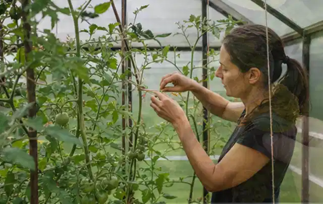 Person bindet junge Tomatentriebe in einem privaten Gewächshaus vorsichtig an; Thema Aprikosen, Schwerpunkt Gewächshaus; Umsetzung.