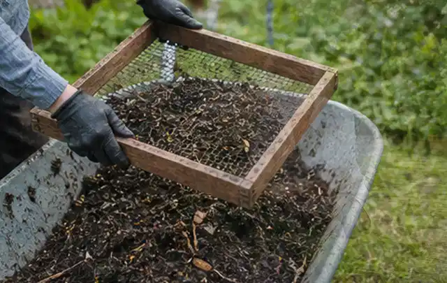 Behandschuhte Hände sieben reifen Kompost über einer Gartenschubkarre; Thema Aprikosen, Schwerpunkt Hochbeet; Ausgangslage.