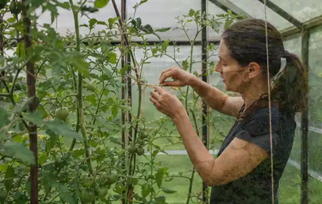 Person bindet junge Tomatentriebe in einem privaten Gewächshaus vorsichtig an; Thema Aprikosen, Schwerpunkt Hochbeet; Umsetzung.