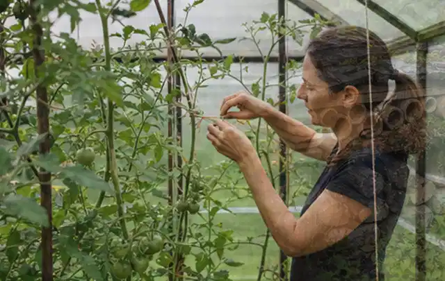 Person bindet junge Tomatentriebe in einem privaten Gewächshaus vorsichtig an; Thema Aprikosen, Schwerpunkt Lagerung; Kontrolle.