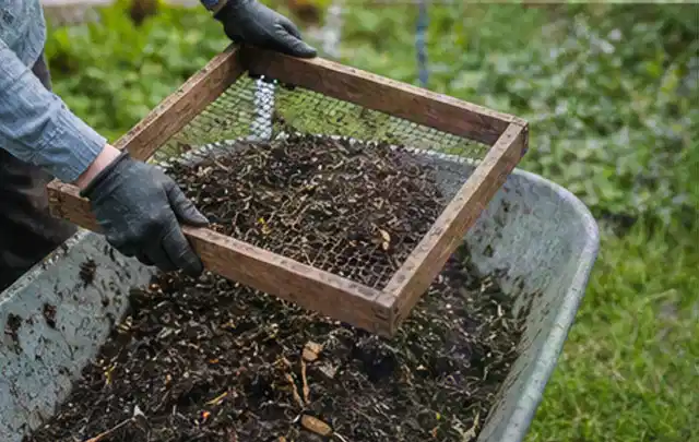 Behandschuhte Hände sieben reifen Kompost über einer Gartenschubkarre; Thema Aprikosen, Schwerpunkt Lagerung; Ergebnis.
