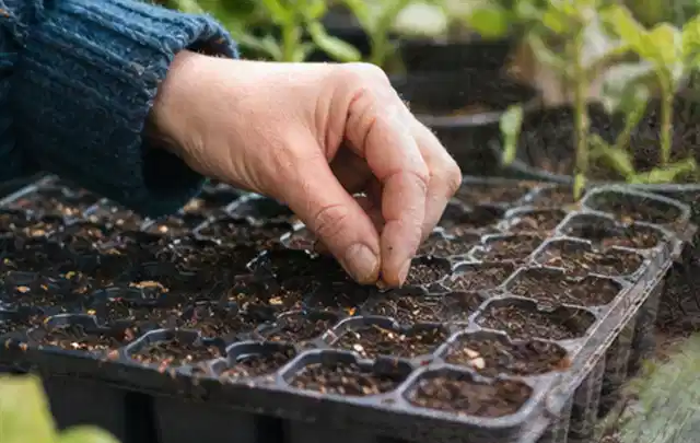 Hand legt einzelne Samen in vorbereitete Anzuchtschalen mit lockerer Erde; Thema Aprikosen, Schwerpunkt Obst; Ausgangslage.