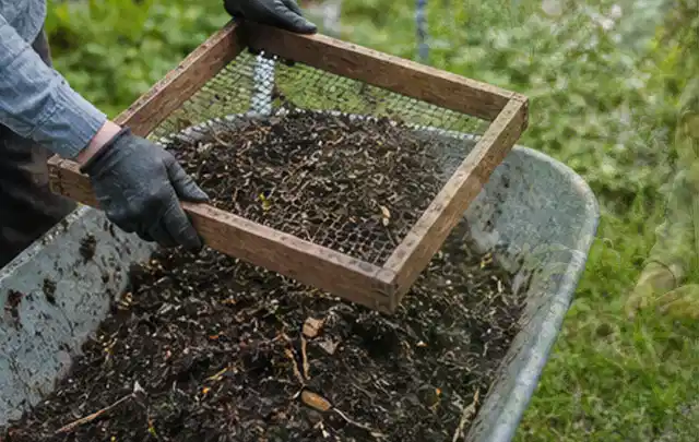 Behandschuhte Hände sieben reifen Kompost über einer Gartenschubkarre; Thema Aprikosen, Schwerpunkt Obst; Ergebnis.