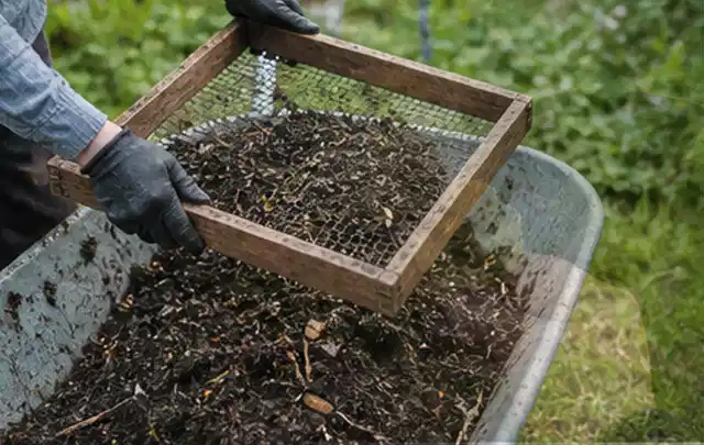 Behandschuhte Hände sieben reifen Kompost über einer Gartenschubkarre; Thema Aprikosen, Schwerpunkt Pflanzenschutz; Umsetzung.