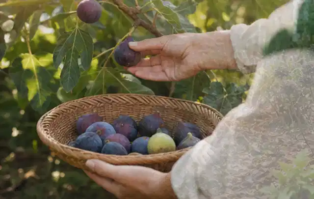 Hand pflückt eine reife Feige über einem flachen Korb mit Früchten; Thema Aprikosen, Schwerpunkt Pflanzenschutz; Kontrolle.