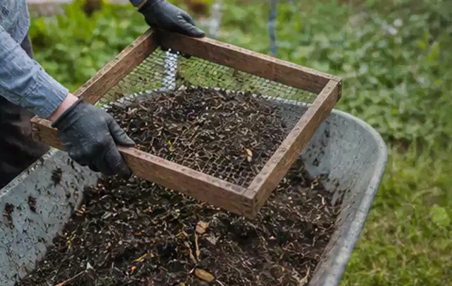 Behandschuhte Hände sieben reifen Kompost über einer Gartenschubkarre; Thema Aprikosen, Schwerpunkt Pflanzung; Praxisalltag.