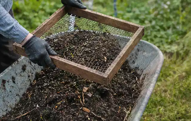 Behandschuhte Hände sieben reifen Kompost über einer Gartenschubkarre; Thema Aprikosen, Schwerpunkt Schnitt; Kontrolle.