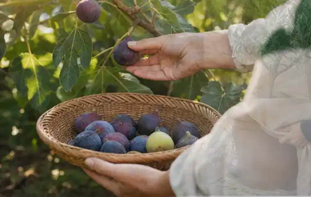 Hand pflückt eine reife Feige über einem flachen Korb mit Früchten; Thema Aprikosen, Schwerpunkt Sortenwahl; Ausgangslage.