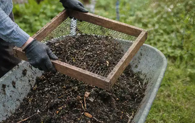 Behandschuhte Hände sieben reifen Kompost über einer Gartenschubkarre; Thema Aprikosen, Schwerpunkt Sortenwahl; Praxisalltag.